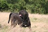 FILA BRASILEIRO 159